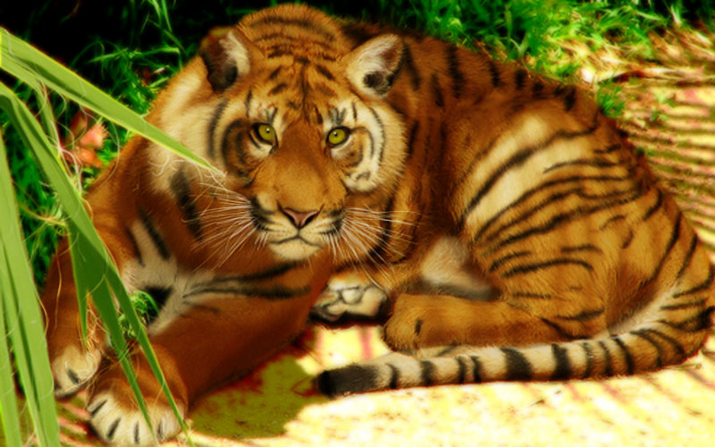 Date this attractive United States man Vinland999 from Elgin US5720