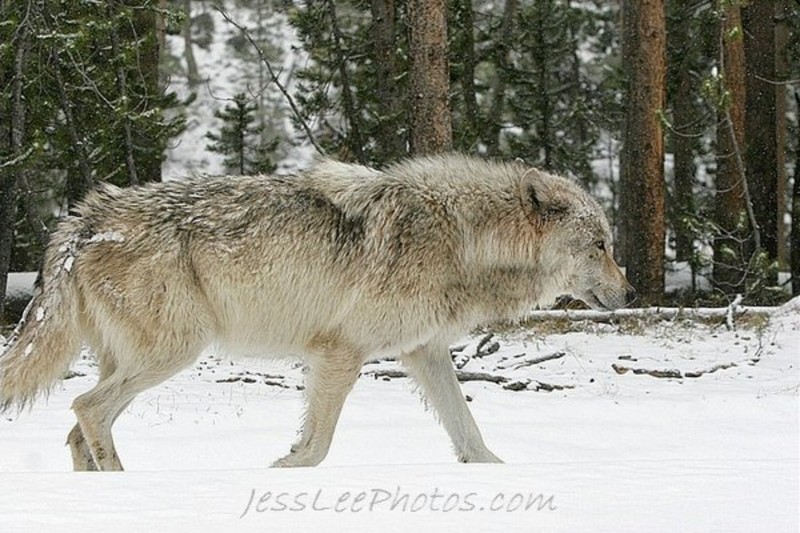 Date this voluptuous United States man Lycos2011 from Cincinnati US7254