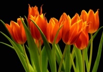 Date this happy Brazil man Peter from salvador BR5446