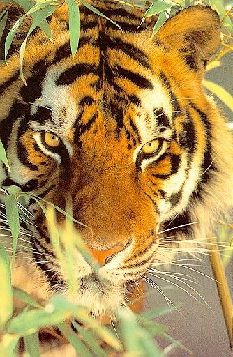 Date this tall United States man Poohbear from Gainesville US10670